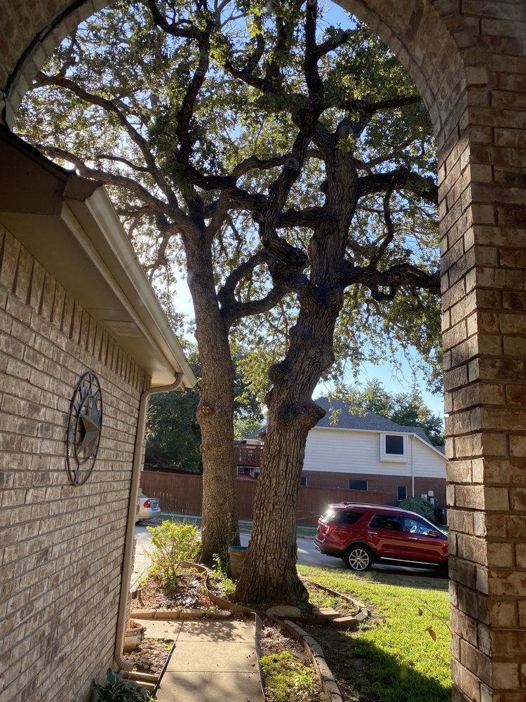 Golden Tree Maintenance