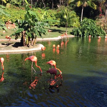 Jungle Island Check Availability 656 Photos 319 Reviews Photo Of Jungle Island Miami Fl United States