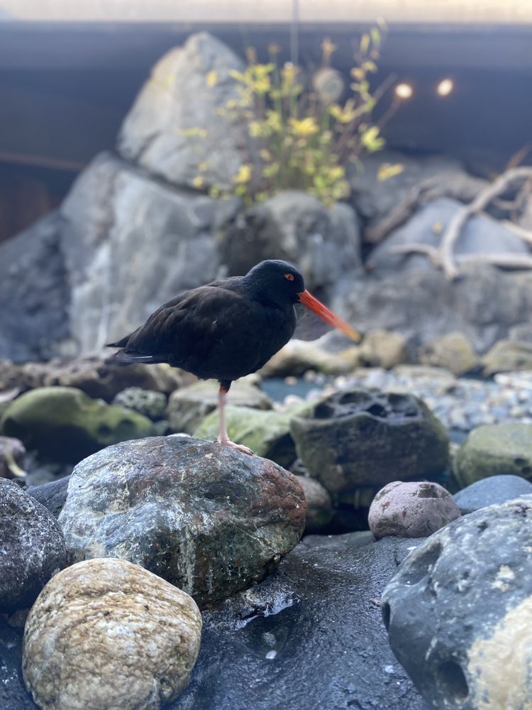 Seattle Aquarium