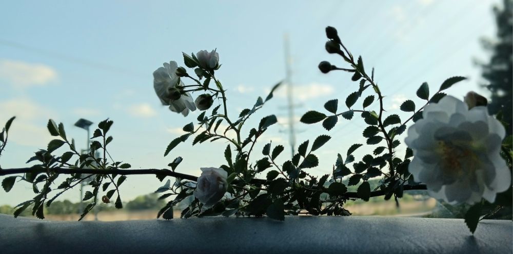 Do It All Landscaping