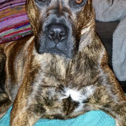 greenville county animal care