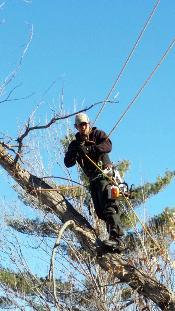Bee’s Tree Service Tree Services Minneapolis, MN