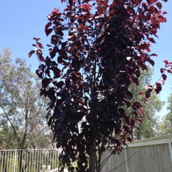 Seven Oaks Nursery 21 Reviews Nurseries Gardening 21501 Photo Of Seven Oaks Nursery Corona Ca United States Hy Thriving Tree