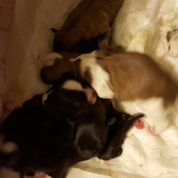 california shihtzu pups 10
