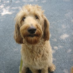 dog walker columbia md dog walker columbia md