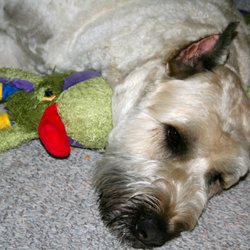 Personal Touch Pet Care - 15 Reviews - Pet Groomers - 419 E Lincoln Hwy, Exton, PA - Phone Number - Yelp