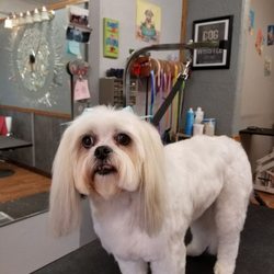 Michelle’s Dog Grooming - 2019 All You Need to Know BEFORE You Go (with Photos) Pet Groomers - Yelp