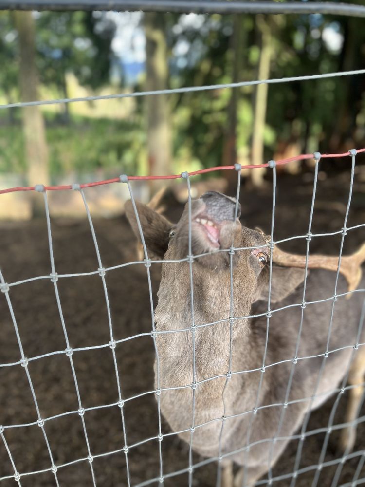 Ferncrest Christmas Tree Farm