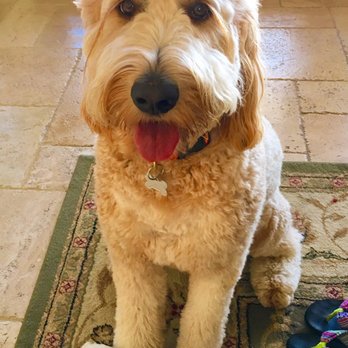 Dapper Dog Mobile Pet Grooming Dapper Dog Mobile Pet Grooming