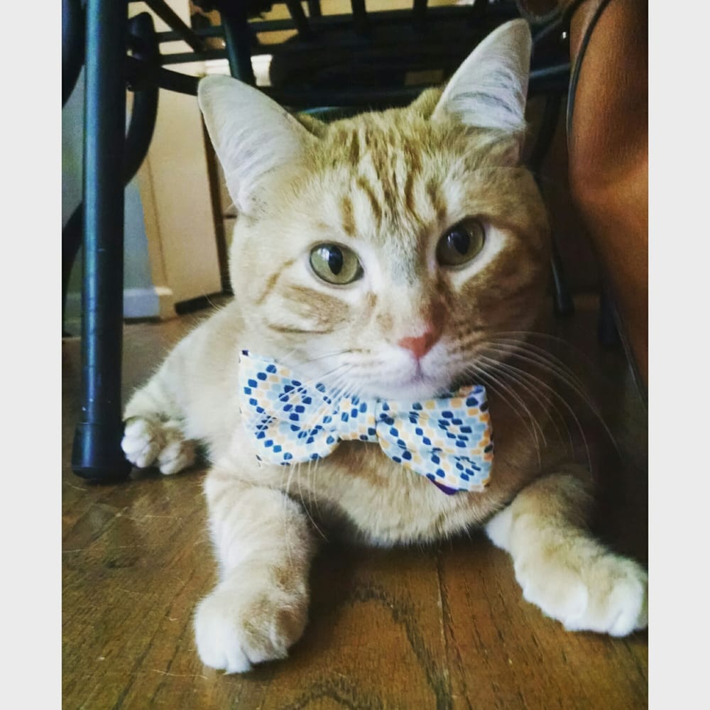 Nova Cat Clinic