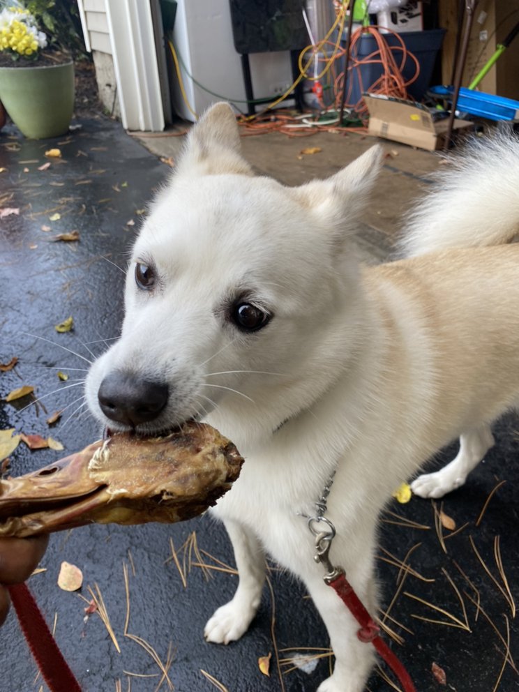 My Canines Keeper