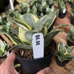 Half Moon Bay Nursery 373 Photos 187 Reviews Nurseries Half Moon Bay Nursery 373 Photos 187 Reviews Nurseries