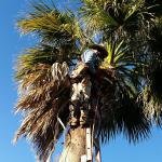 Yosef Tree Service and Landscape