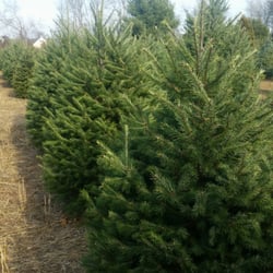 Mclaughlin Tree Farm Christmas Trees Nursery Photo Of Mclaughlin Tree Farm Christmas Trees Nursery Robbinsville Nj