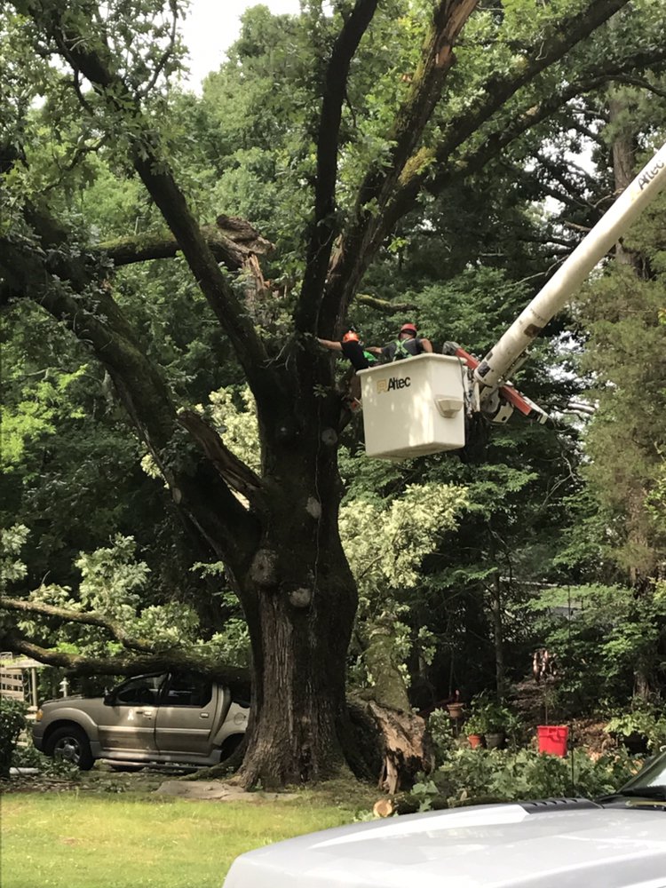 Johnson Tree Experts