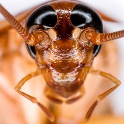 Photo of Ace Pest Control - Brisbane Queensland, Australia. Pest Control Melbourne