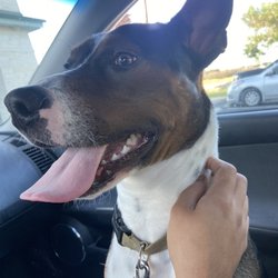 O'Connor Road Animal Hospital photo