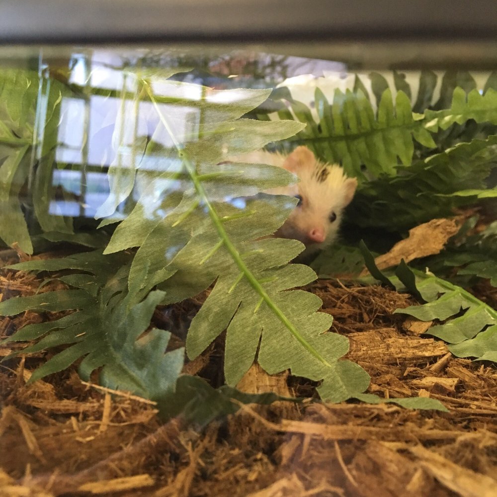 East Valley Reptile Stores Yelp