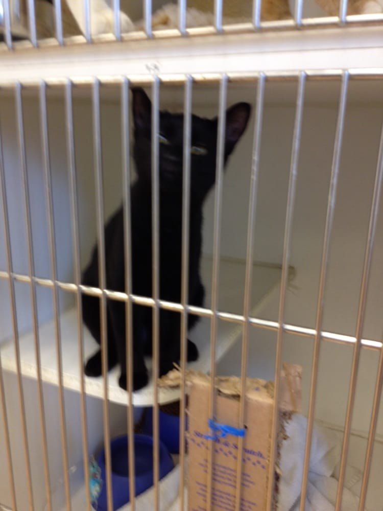 Helping Paws Animal Shelter PAWS The Progressive Animal Welfare