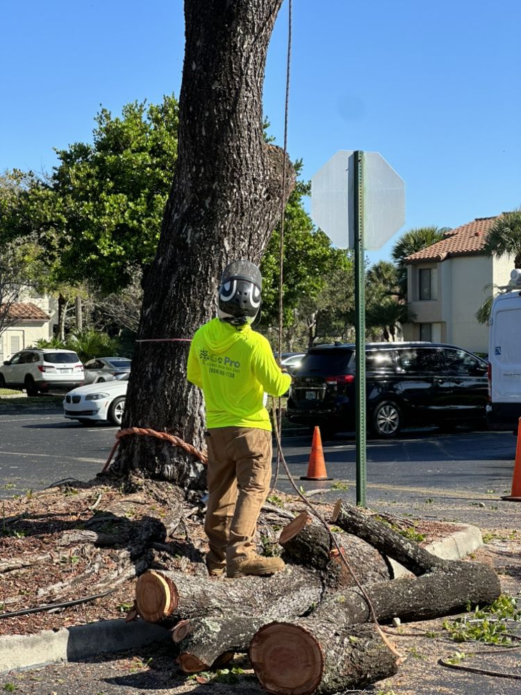 Go Pro Professional Tree Care
