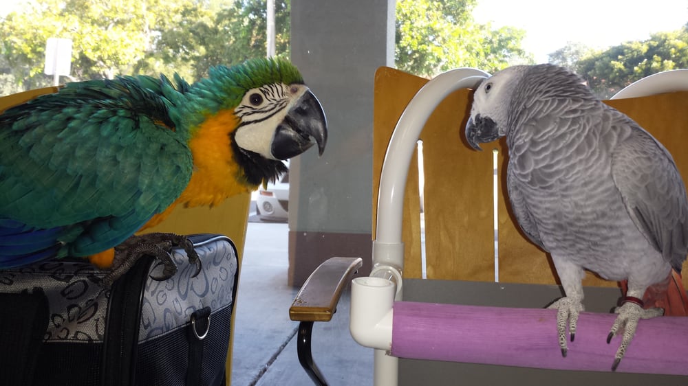 Bill’s Bird Boutique 12 Reviews Pet Stores 4122 SW 64th Ave