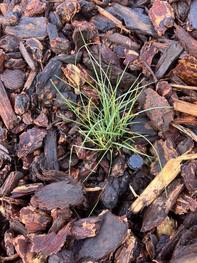 MYMULCH