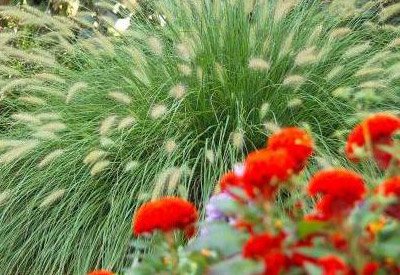 Case Garden Center