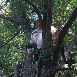 Houston Tree Service Reviews Droughtrelief Org Houston Tree Service 17 Photos 15 Reviews Services 5518