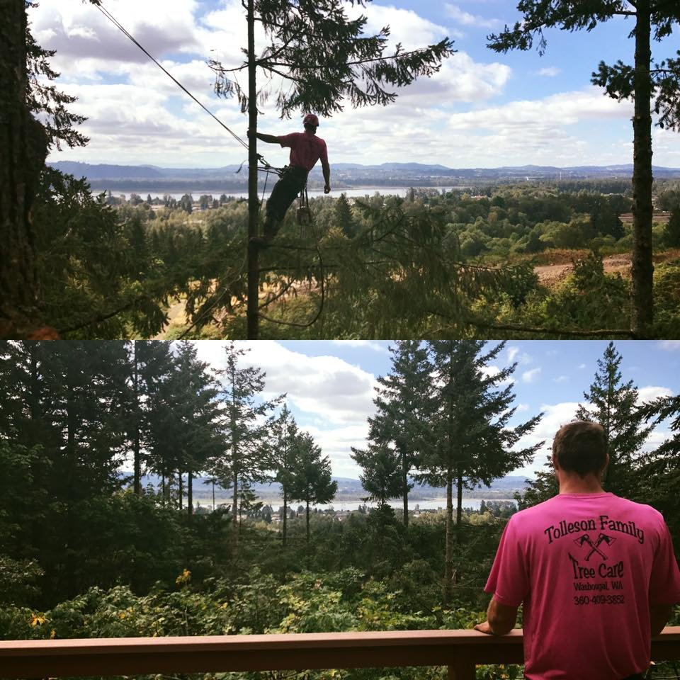 Tolleson Family Tree Care