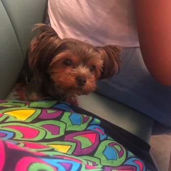 Photo of Boris & Horton - New York, NY, United States. My pup relaxing on the booth with me