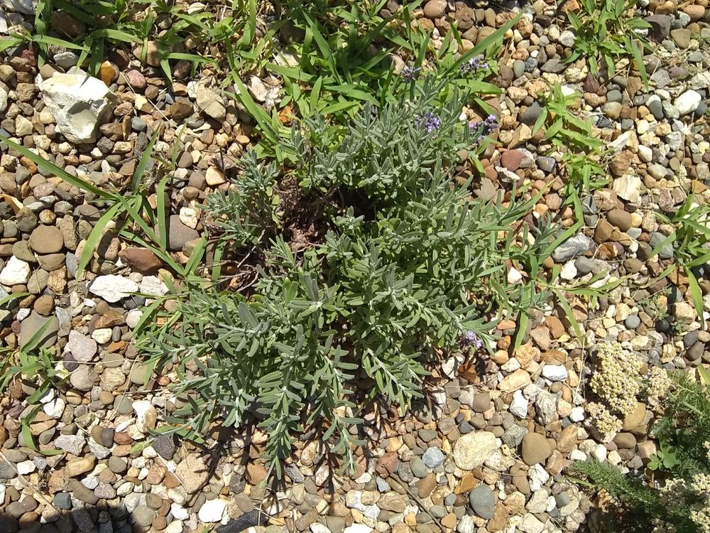 Burgess Seed and Plants 57 Photos & 149 Reviews Nurseries