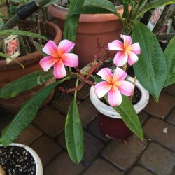 Plumeria Palace 38 Photos 19 Reviews Nurseries Gardening Photo Of Plumeria Palace Orange Ca United States