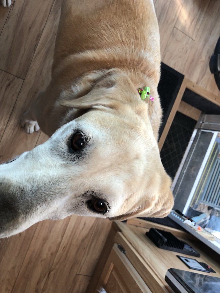 Furry Friends Kennel Pet Groomers 810 S McLane Rd, Payson, AZ