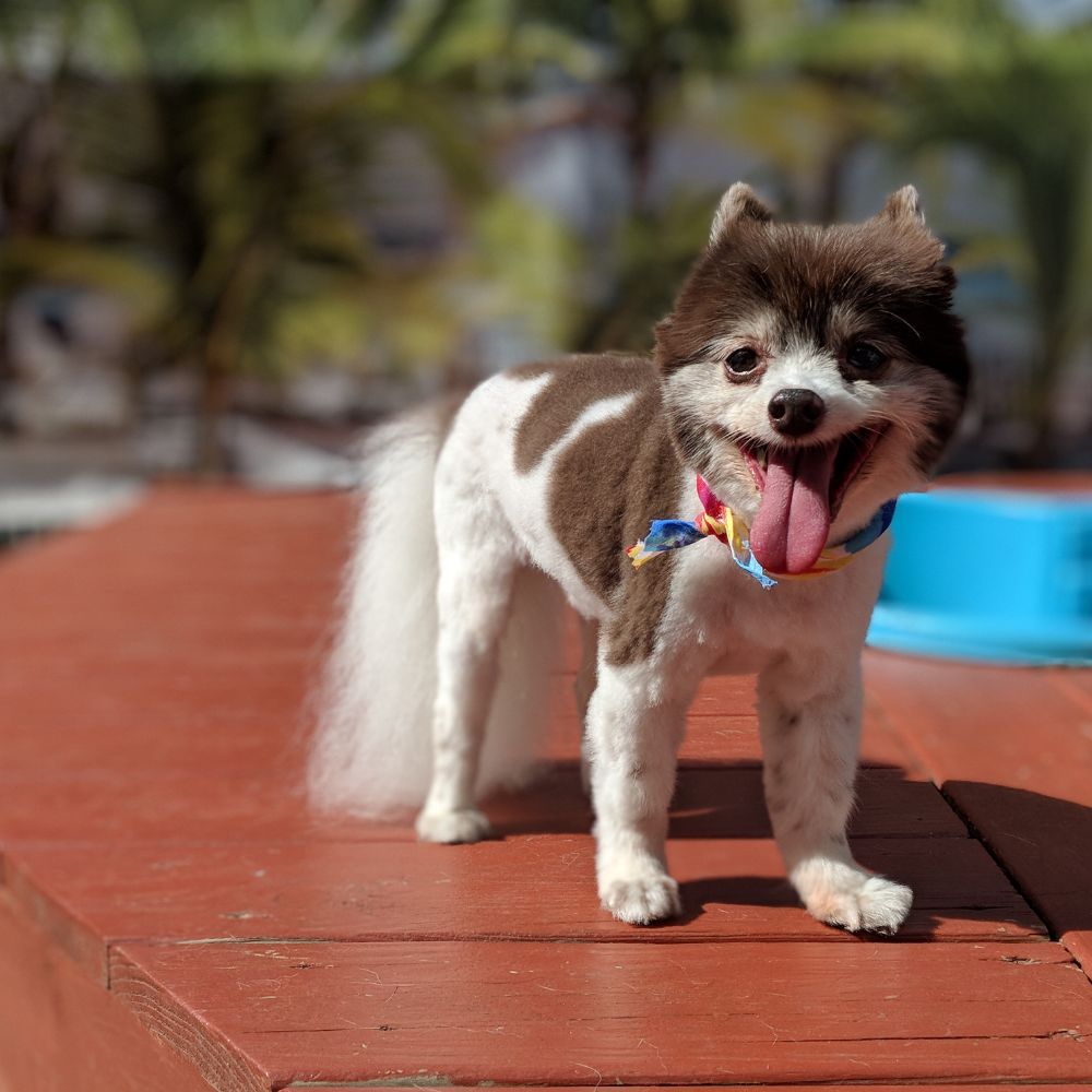 Wilton's Manor Doggie Daycare, Resort & Spa