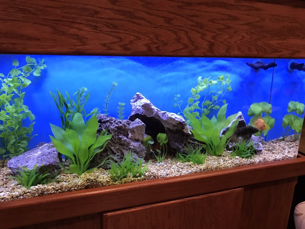 aquarium builders las vegas
