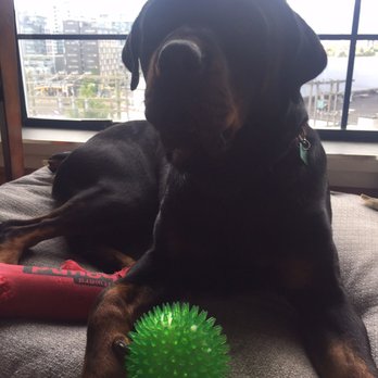 Dog Taxi Vancouver Reviews Dog Taxi Vancouver Reviews