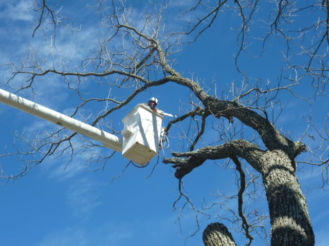 Patriot Tree Service