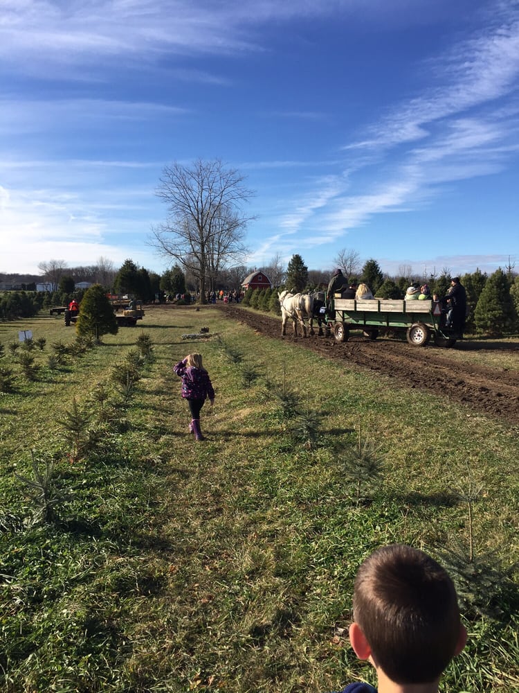 ben s christmas tree farm christmas trees 7720 ryan rd ben s christmas tree farm christmas trees 7720 ryan rd
