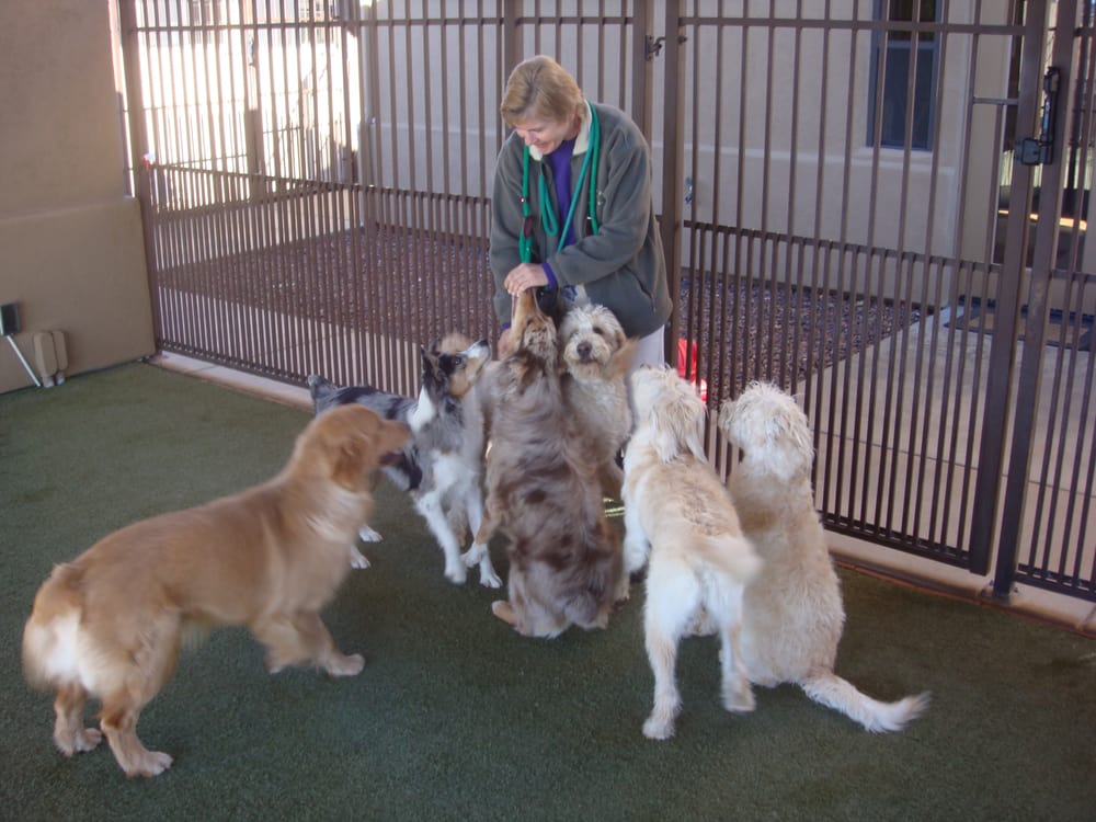 Hassayampa Canine Resort And Spa Prescott Az Hassayampa Canine Resort And Spa Prescott Az