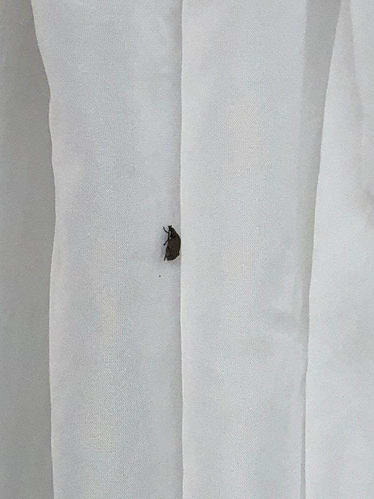 Bed Bugs On Shower Curtain Yelp