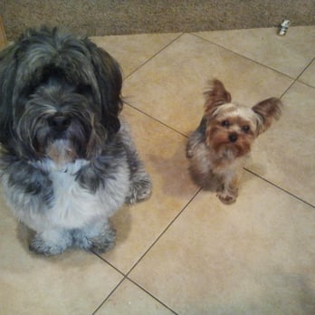 12 pound yorkie sanbar pets tropical fish closed 33 reviews pet shops 250 e 17th st costa 12 pound yorkie sanbar pets tropical fish closed 33 reviews pet shops 250 e 17th st costa