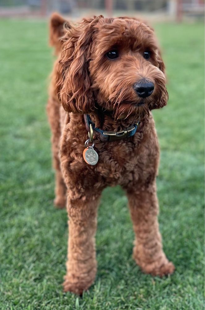 Petco