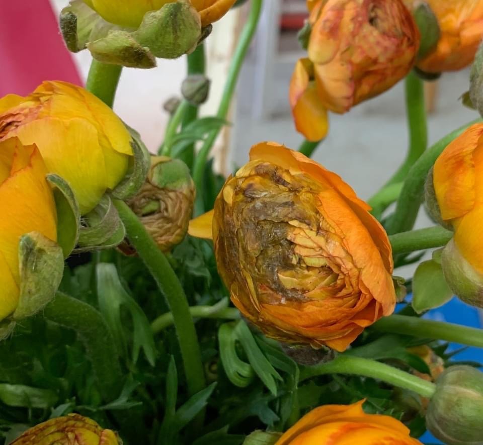 East Coast Wholesale Florist
