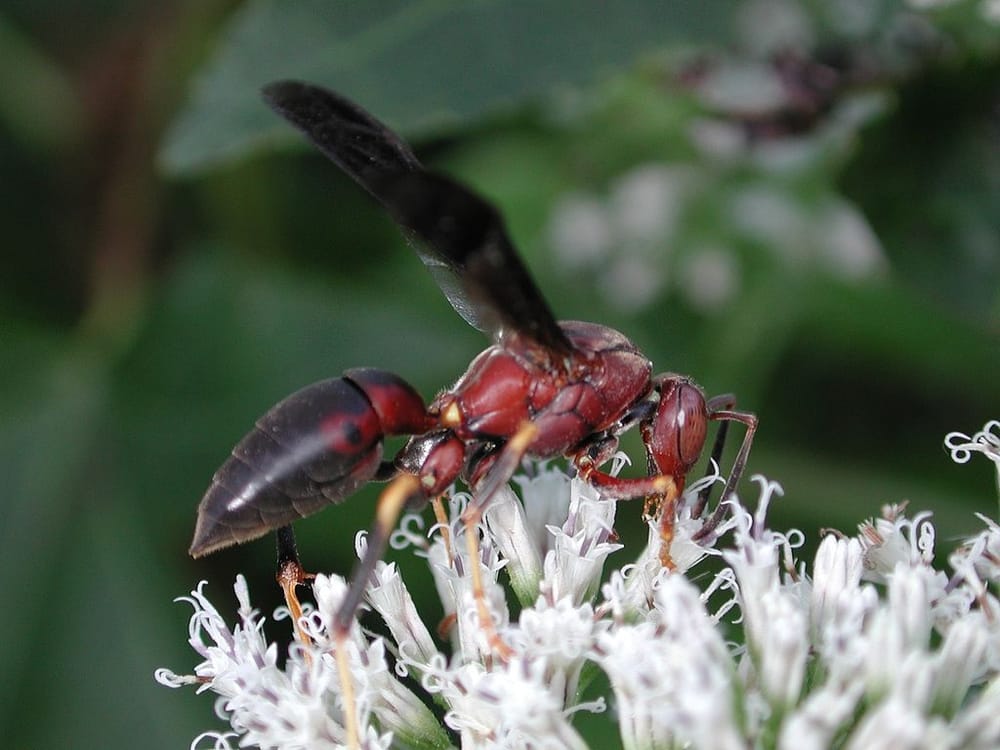 Aztec Organic Pest Service