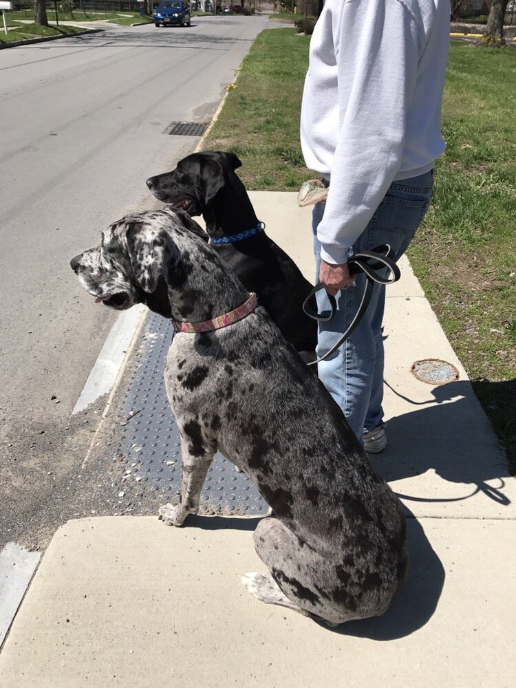 Tuxedo’s K9 Training Camp 59 Photos Pet Training 892 E Ridge Rd