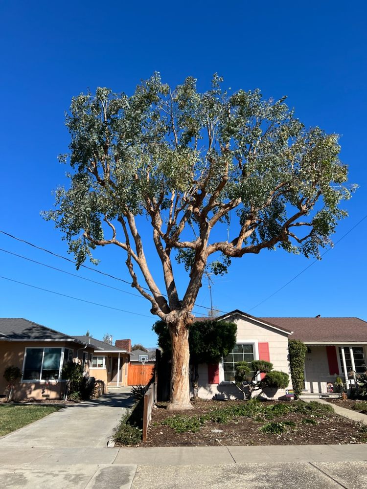Bears Tree Services