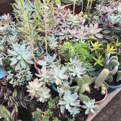 Santa Rosa Nursery Nurseries Gardening Ne Corner Of Manning Photo Of Santa Rosa Nursery Fresno Ca United States
