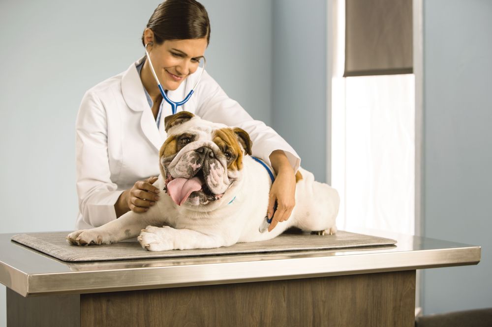 PetSmart 42 Photos & 110 Reviews Pet Stores 160 Alewife Brook