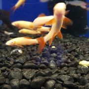 king aquarium 121 photos