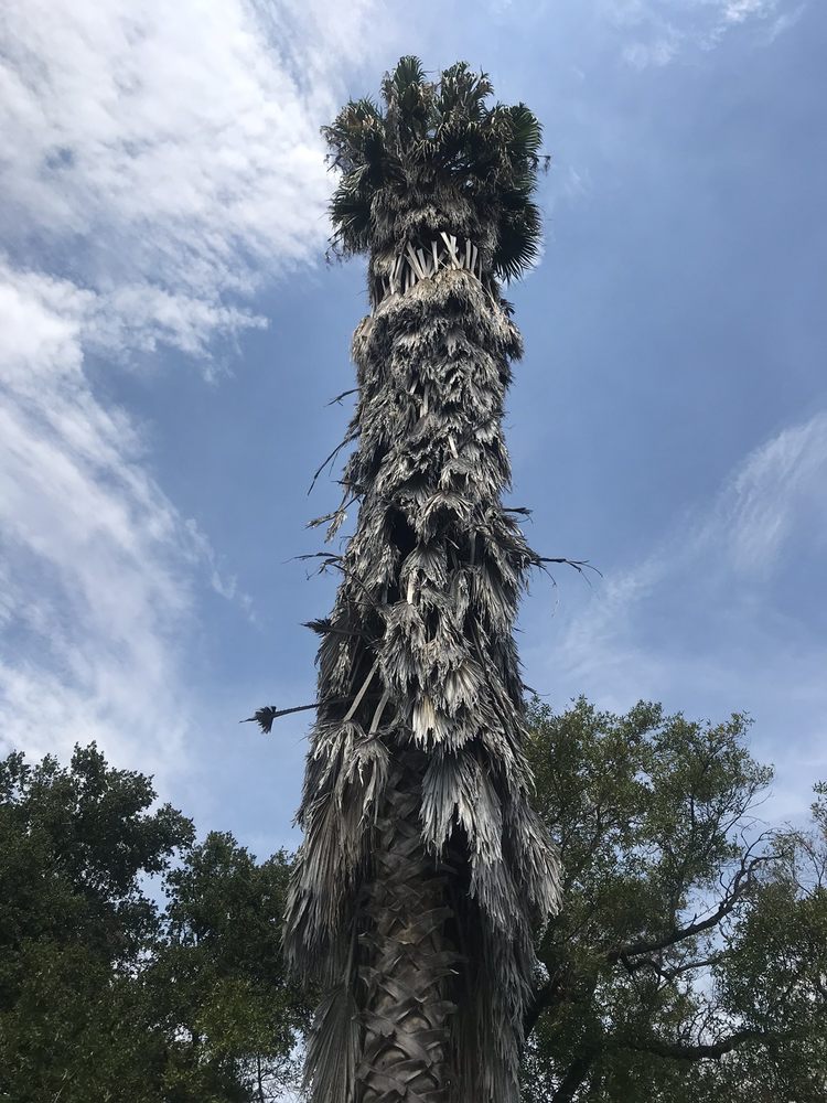 Tree Wise